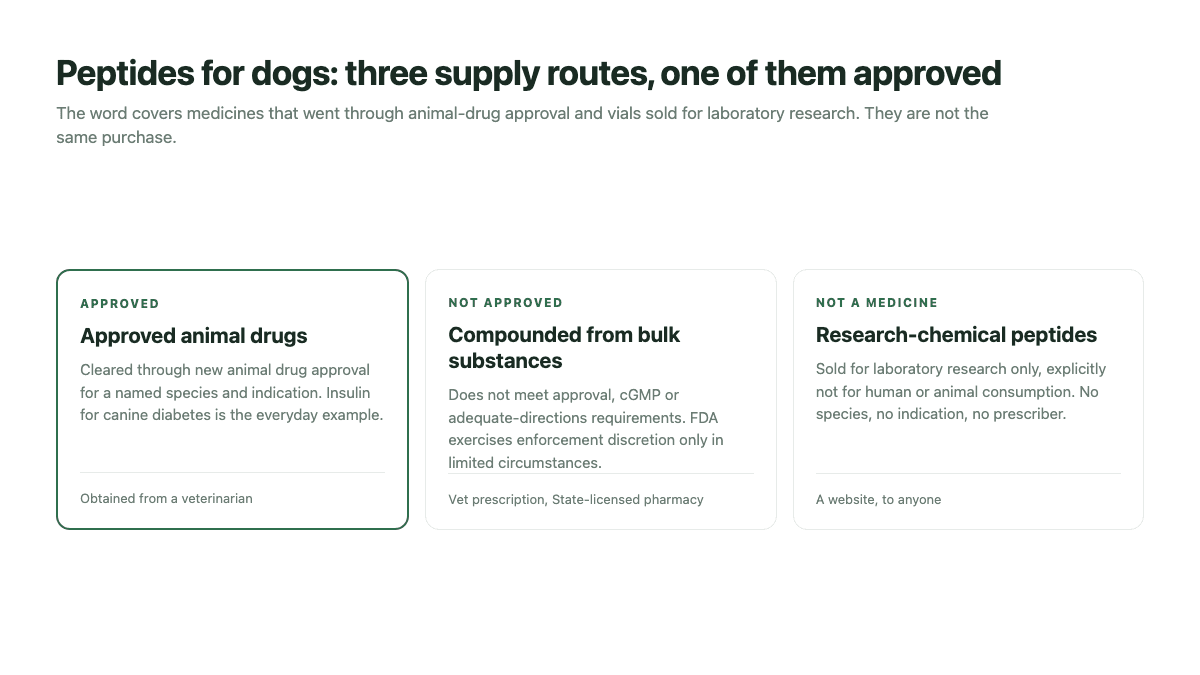 Peptides for Dogs: What Comes First, and What Is Actually Approved